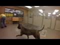 HSOY dogs at PetSmart Yuma AZ