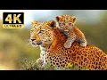 Lagu World of Animals in 4K – Peaceful Wildlife Film with Calming Music