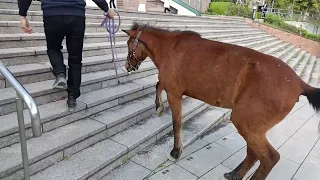                                دندنها