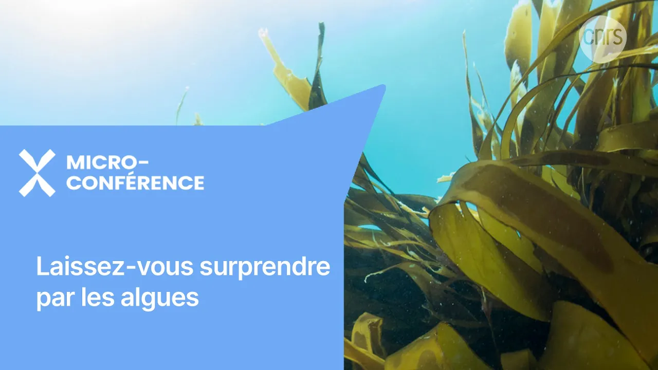 Laissez-vous surprendre par les algues | Micro-conférence | Les échappées inattendues