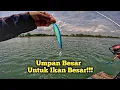 Download Lagu Mengerikan..!! Ikan Besar2 Pada Kelaparan!!Mancing Sebentar Langsung Dapat Banyak..! 