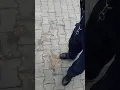 Download Lagu Policja Zatrute Parówki Biedronka Krośniewice