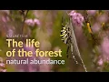 The life of the forest Natural abundance