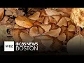 Download Lagu Venomous snake warning in Massachusetts city after dogs attacked