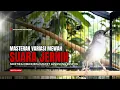 Lagu Burung Ciblek SEMI Gacor NGEBREN Untuk Pancingan Ciblek dan MASTERAN BURUNG Kesayangan Anda