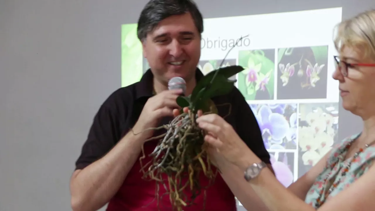 COMO CUIDAR DE ORQUÍDEAS PHALAENOPSIS 2/2 PLANTAR EM CASA