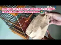 Download Lagu BURUNG INI SANGAT DIGEMARI DI CHINA BAHKAN YANG PELIHARA KEBANYAKAN ORANG2 KAYA