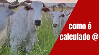Como calcular @ do boi de maneira fácil