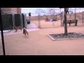 Reno Humane Society Adoption