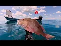 Download Lagu Het is een Slicker - Spearing | Zandbank | Ceviche | Haaien