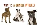 Introducing The Underrated Brindle Pitbull