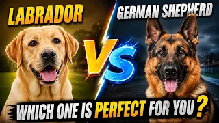 German Shepherd vs Labrador: India ka Perfect Dog Kaun sa hai? | Ultimate Comparison