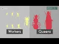 The Reign of the Hell Ants