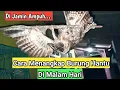 Cara Menangkap Burung Hantu || Di Malam Hari...