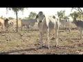 Download The Australian livestock export industry: The facts mp4 3gp mp3 videos - waplic