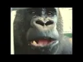 Oliver eats an Apple For 1 Hour 1 Hour Loop