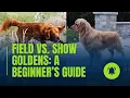 Download Lagu Field vs. Show Golden Retrievers: History, Health \u0026 Choosing the Right One