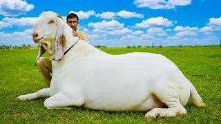 The 3 Million Extremely Rare Goat Breed You Never Knew Existed 