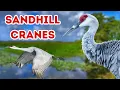 Sandhill Crane Fun Facts That Will Make You Smile