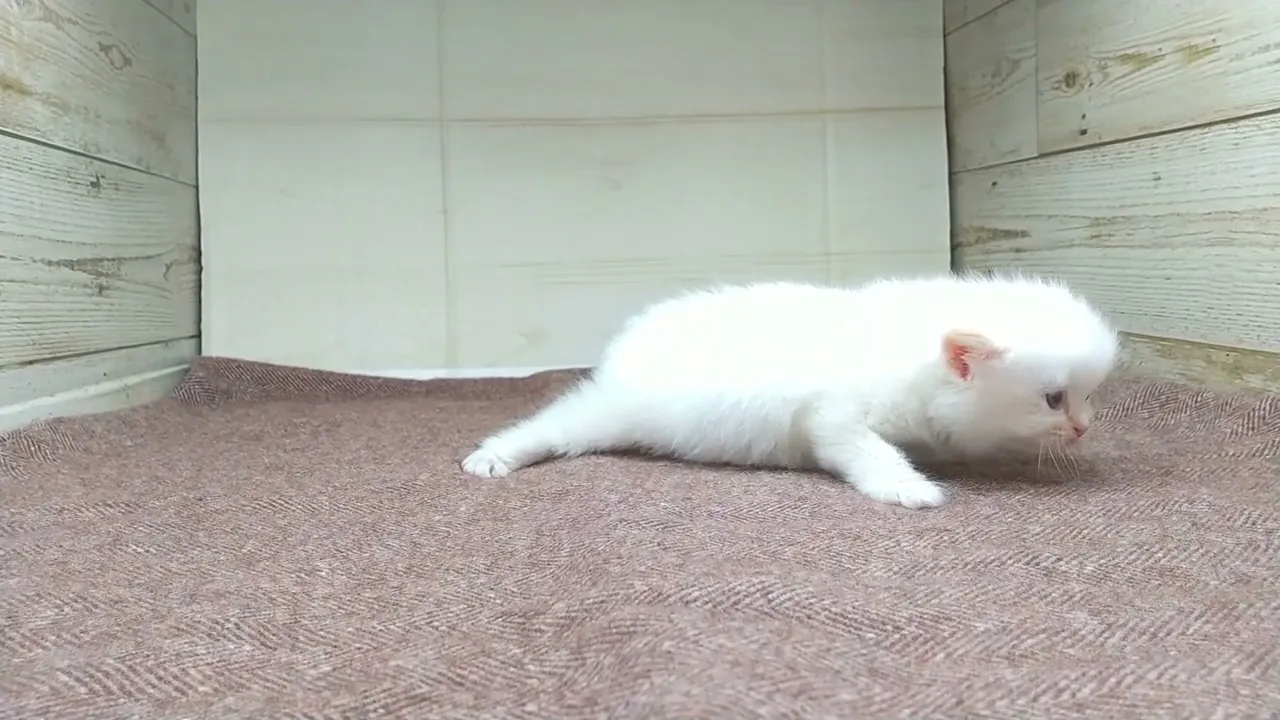 動画