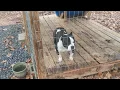 American Bully talk FTB pedigree info