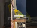 Download Lagu This is one of Kiwi’s favorite places at home. #kiwithebudgie #talkingbird #birds #family #petlovers