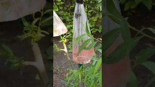 الترقيد الهوائي بالماء على الصفصاف الابيض Salix Alba 