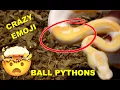 Emoji Ball Python