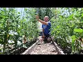 7 CRITICAL Summer Garden Actions You Need to Take Today