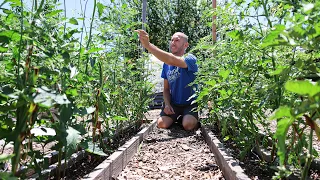 7 CRITICAL Summer Garden Actions You Need to Take Today