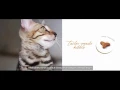 Download Lagu As Quick As a Cat? - Royal Canin Feline Breed Nutrition Bengal