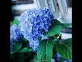Download Lagu Tomorrow X Together -hydrangea love(jpn/mmsub)