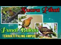 Lagu Suara Pikat Punai Bakau/Punai Siul paling Jernih Tanpa Noise, Dijamin Pasti Datang