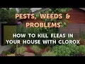 How to Kill Fleas in Your House With Clorox