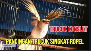 Download TRUCUKAN GACOR FULL KONSLET, BIKIN TRUCUK LAIN TERPANCING IKUT GACOR ROPELL MP3