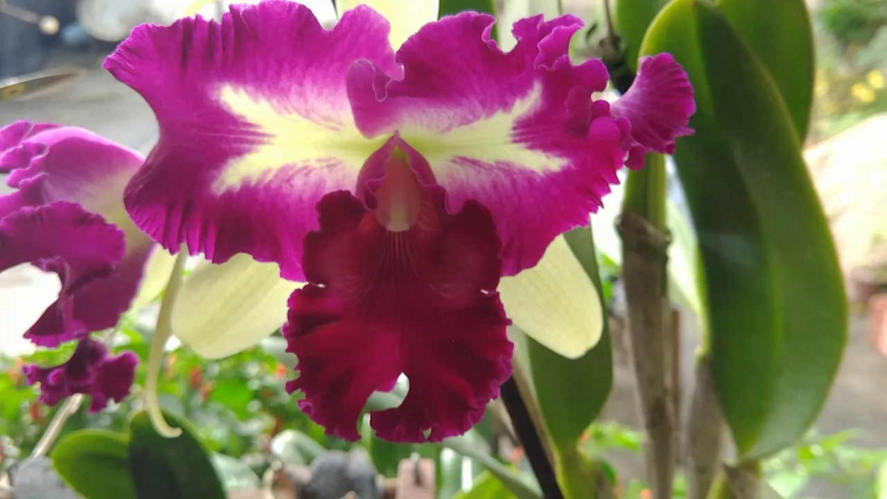 42 FURANDO OS LADOS DO VASO PARA SALVAR SUA ORQUIDEA