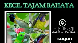 sogon serindit konin manggar kombinasi 4 materi adicbc creatorbirdchanel