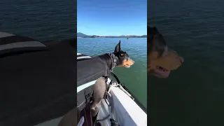 #fyp #pets #doberman #dream #boat