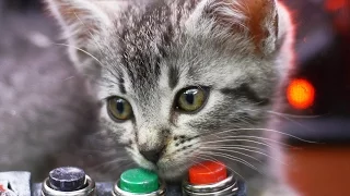 ROBOT CAT (SA Wardega)