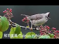 Lagu 冠羽畫眉/Taiwan Yuhina