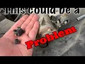 2014-2018 3rd gen Chevy Silverado Starter Replacement