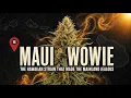 Maui Wowie The Hawaiian Strain That Made the Mainland Jealous