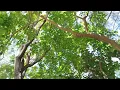 Download Lagu Aku ndik kene@ Delima  Rizal#