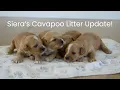 Siera s Cavapoo Litter Update