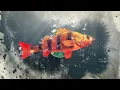 Fish animation intro template free Afsar Ali Afsar 786