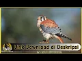 Download Lagu Suara Masteran Burung American Kestrel