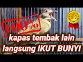 Download Lagu Kapas tembak jantan birahi.untuk memancing kapas tembak manapun cepat bunyi