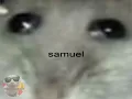 samuel hamster meme