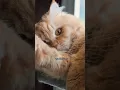 Download Lagu It's Hadal Ahbek by Pesho, keeping your love ❤️🤗😻 #cat #viral #fyp
