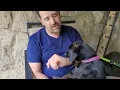 Meet Polly Dachshund Mix ADOPTED
